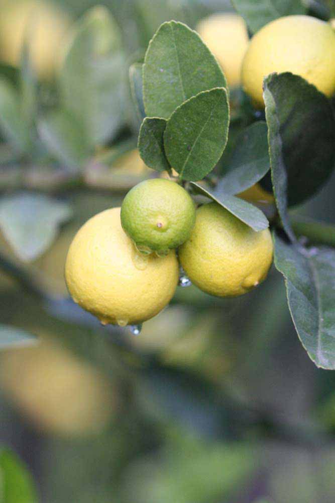            Fruit (Stow #7, Riverside, CA)   